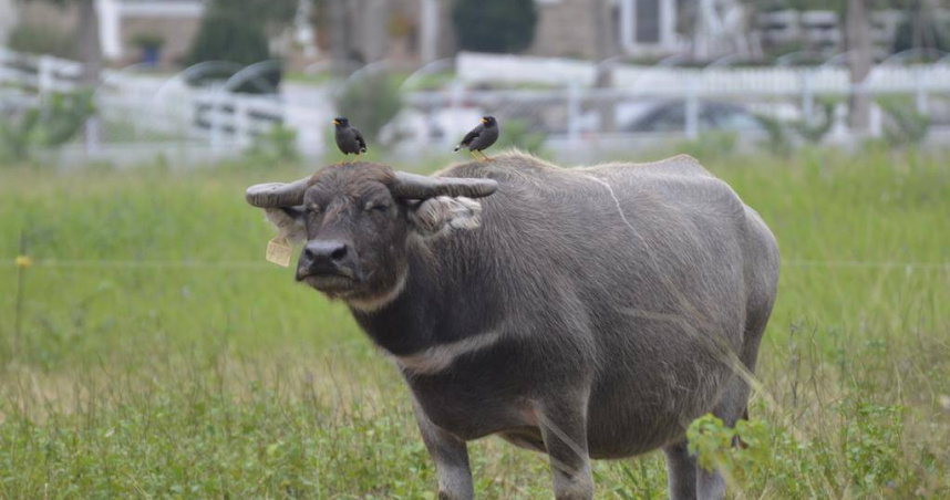 台灣水牛將成稀有動物　最大飼養戶不到100頭