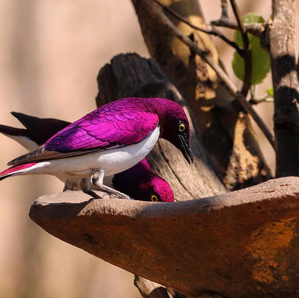 紫色牠全包了！超鮮豔「飛行紫水晶」美到不像真的　身上羽毛還有發光漸層～