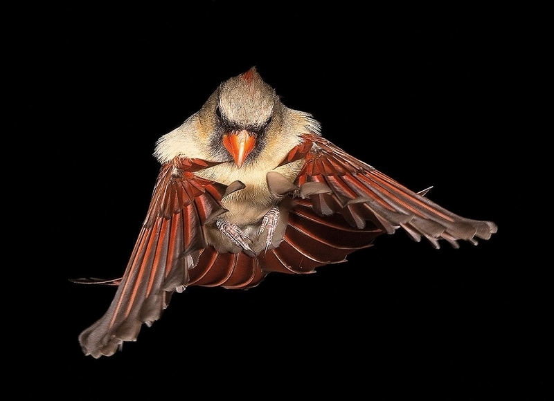 30張「每一幅都是一個鳥生故事」的年度最佳鳥類照片