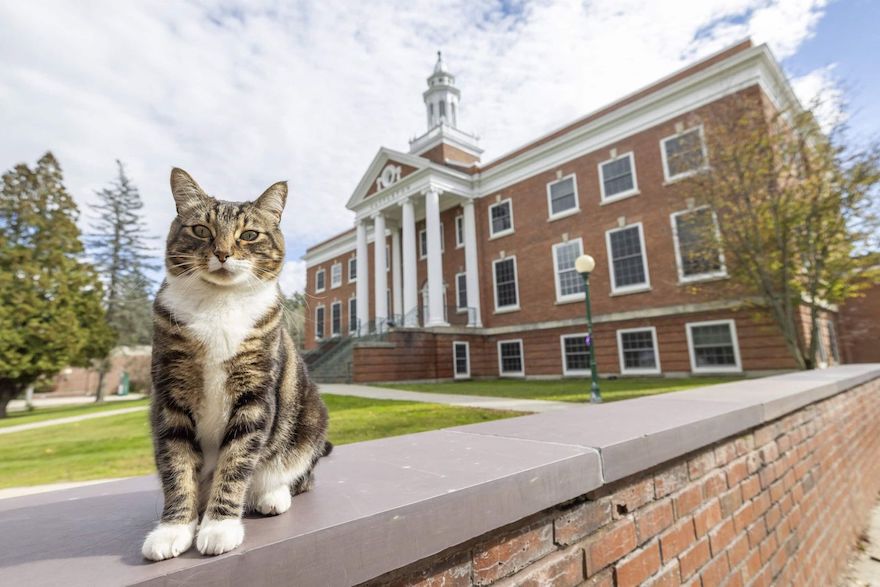 貓博士誕生！大學給虎斑貓頒發博士證書：有9條命仍懂享受當下