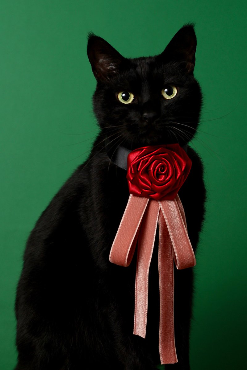 化身貓界貴族！主人為愛貓手作「質感頸圈」　黑貓戴起來秒變時尚小王子♡