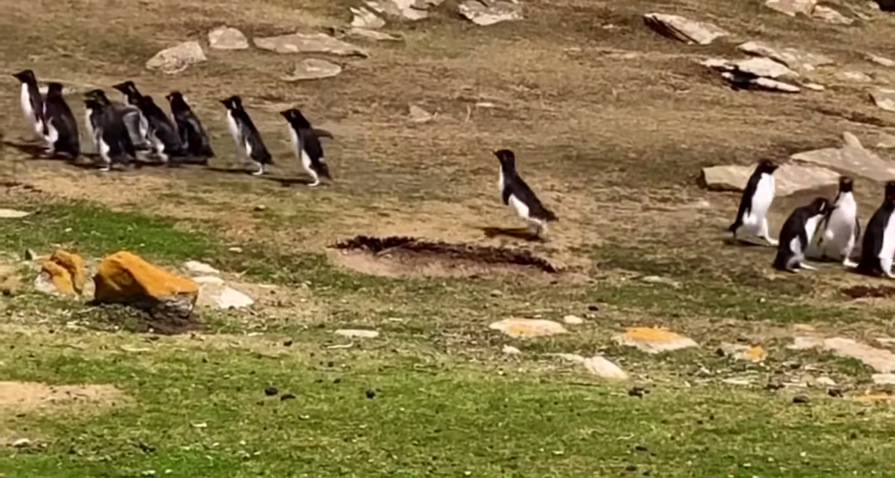 2群企鵝「帶隊話家常」　聊完天散會「牠傻呼呼跟錯隊」　同伴急Call回：這邊啦！