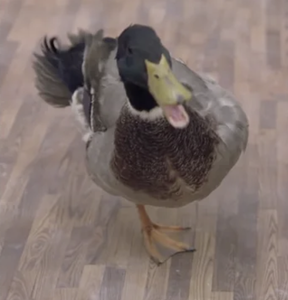 寵物鴨「少一條腿」鬱鬱寡歡　3D列印裝上「飛遜義肢」變健步如飛：好快樂鴨～