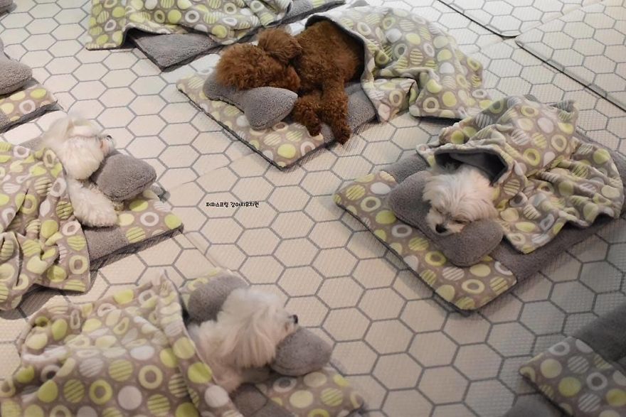 想混進去睡！　狗狗托育中心「集體睡午覺」滿滿幸福感　整排小白汪「睡成熊」：棉被好蘇胡～