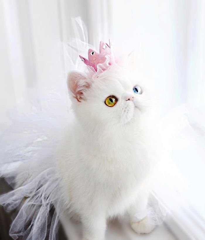 超激萌小貓擁有世上最催眠的雙眼，當陽光照到她的眼睛「散發出珠寶的光芒」美到無法直視！