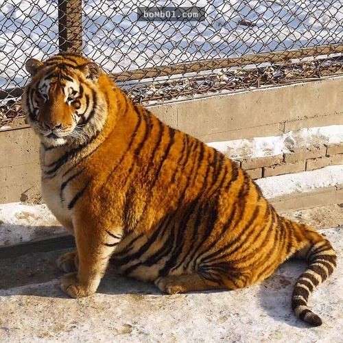 帥氣東北虎形象崩潰「變胖虎」，但發胖的真正原因會讓你開始超佩服老虎！