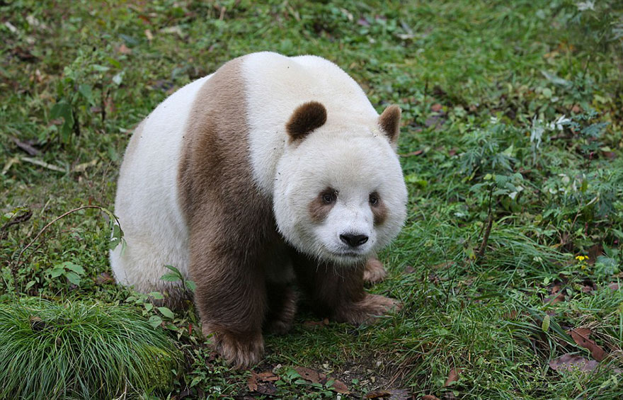 素顏逛街？全球首例「白色熊貓」曝光　專家驚：大概是唯一一隻
