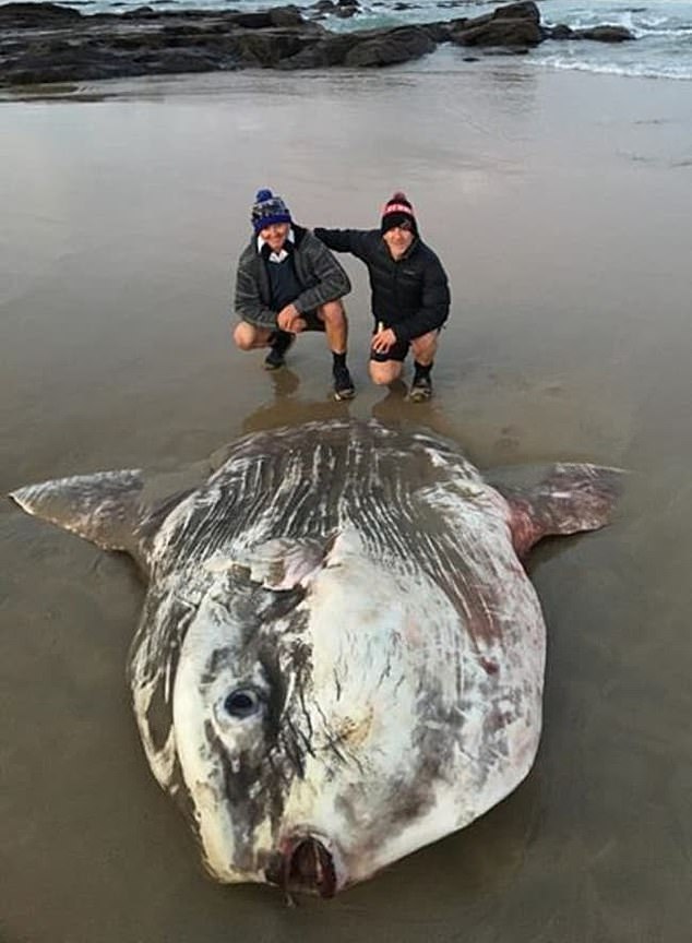 體型很驚人！世界最大之一「噸級巨魚」被沖上岸　專家：這還不是完全體！
