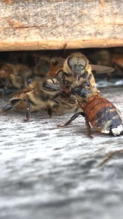 蜜蜂身沾蜂蜜剩一口氣　4同伴撲上「即刻救援」拉回牠生命
