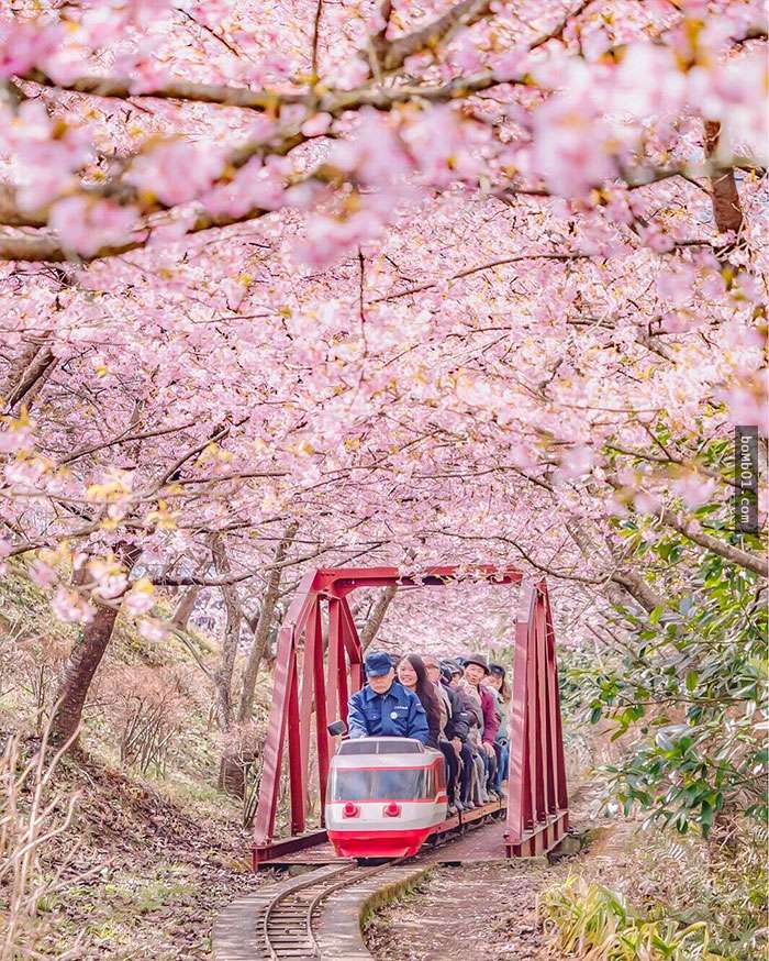 日本「8000棵櫻花樹」已經開花讓大家搶著去賞櫻，壯觀的粉紅海畫面只看照片也超過癮啊！
