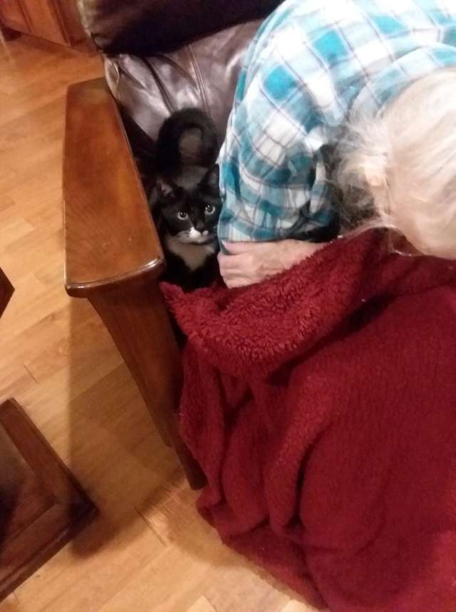從小被奶奶養大　貓咪不願離開重病奶奶　溫柔躺床：換我來照顧妳～