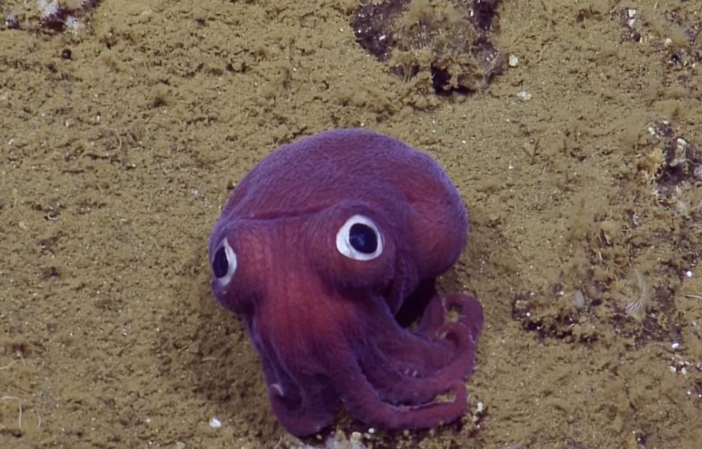 不是玩具？海底發現「大眼萌萌烏賊」　一看到鏡頭秒瞪大定格：不敢動