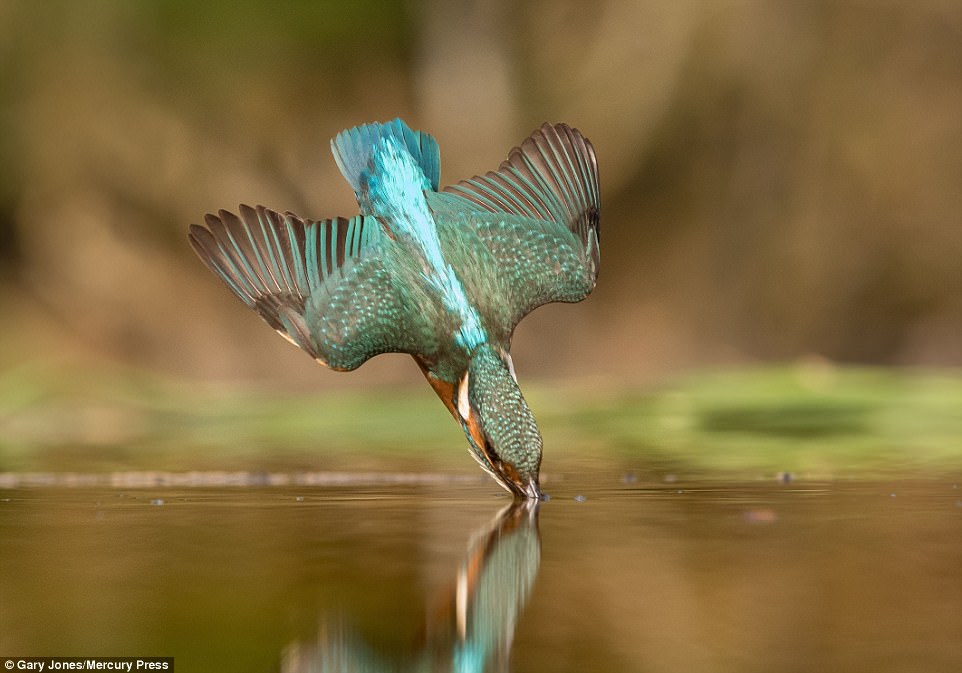 這個業餘鳥類攝影師拍了「5萬次」終於拍到想要的照片，精準瞬間讓他開心到要飛起來了！