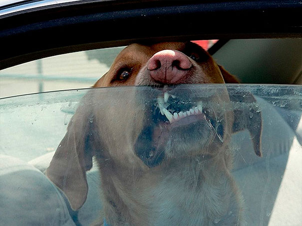 他們在攝氏71度高溫的車內「做煎蛋實驗」，看完大家都秒懂為什麼不可以把寵物留在車子裡面！