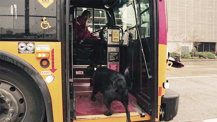 這隻就是「每天都會自己去搭公車」的超聰明狗狗，還會認出目的地然後自己下車！