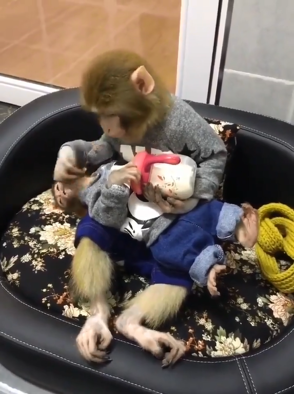 猴媽媽抱著寶寶溫柔餵奶　扶著頭細心呵護的畫面暖翻大家的心
