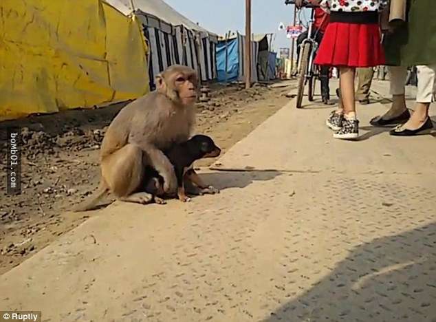 這隻猴子慢慢靠近被丟在街上的小狗「大家以為牠會攻擊」，沒想到接下來的畫面有超大一顆洋蔥啊！