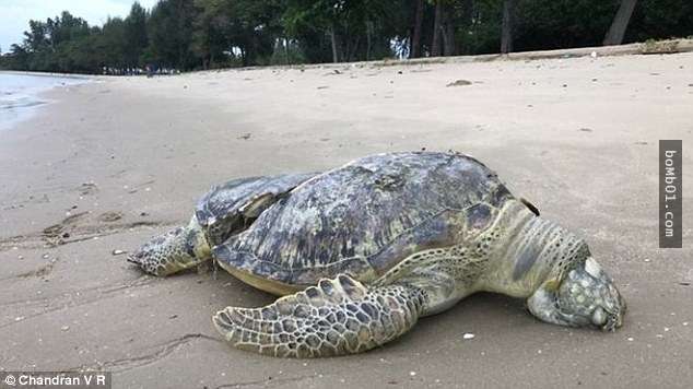 他在沙灘發現珍稀的綠蠵龜時超開心，但靠近一看到牠的背部…整顆心都被撕裂了！