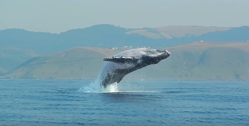 第一次拍到！「40噸座頭鯨」完全躍出水面　專家爽喊：極罕見的畫面