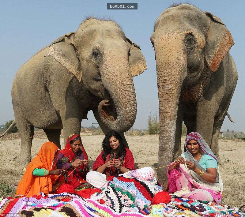 這些人替大象穿上衣服「不是為了美觀」，衣服背後的用心讓大家不讚不行啊！