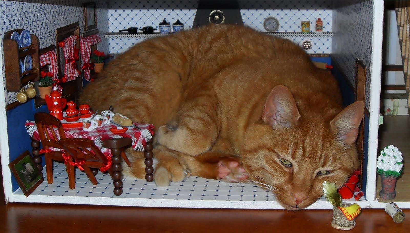 巨貓硬要「霸佔小床」睡超香　主人好無奈：那不是給你住的啦！