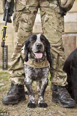 英國退伍軍犬「被確認無用後竟然被這樣對待」，軍方扯到令人震怒的決定簡直不是人！