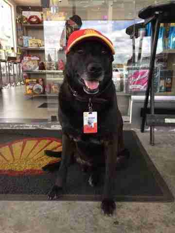 遭遺棄狗狗被加油站「請來當員工」　從此每天掛笑臉上班超會服務人