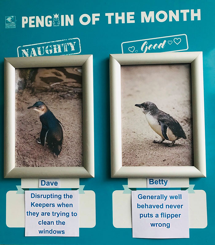水族館幫企鵝做「月度評鑑」　最糟糕企鵝罪行網笑出聲：企鵝界八點檔～