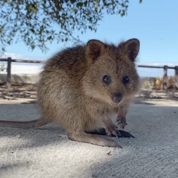 第一次看雜耍！　澳洲矮袋鼠「雙眼發光」直直盯　萌揮小短手：太精彩啦！