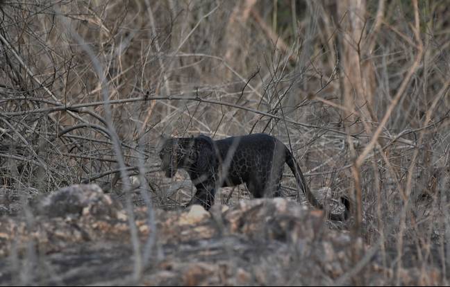 一生的奇遇！遊野生動物園遇「黑斑黑豹」　極罕身姿看過就忘不了