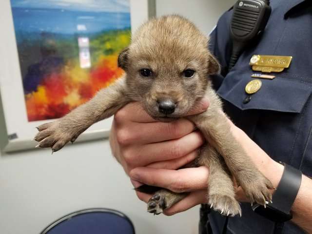 好心人把可憐小狗送到警局　員警一抱起來就發現事情不單純