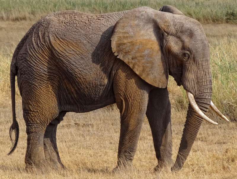 大象有新的種類！　研究人員確認結果　推翻大家之前的錯誤認知