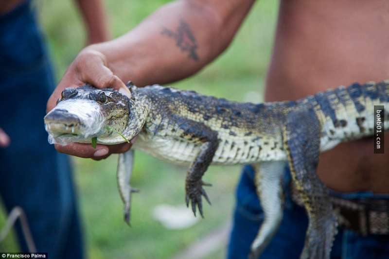 外國記者偷拍「偷獵者非法捕捉鱷魚的全過程」，當他們開始處理鱷魚後他一度按不下快門…
