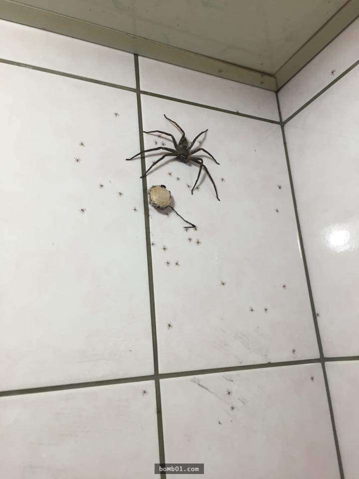 他在家中發現一隻大蜘蛛「還有一顆神秘巨蛋」，聽了網友勸告後他超慶幸沒有當場打破啊！