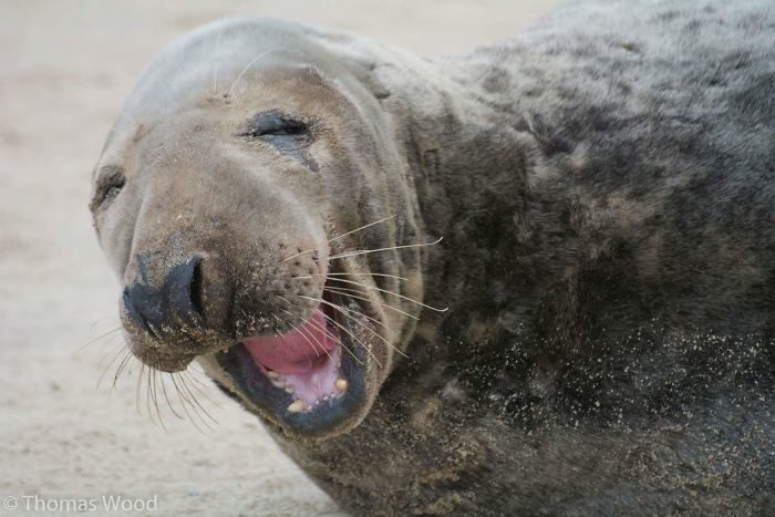 海豹也會笑到黑姑！　25隻不小心「被點中笑穴」的海豹：正面也太憨啦❤