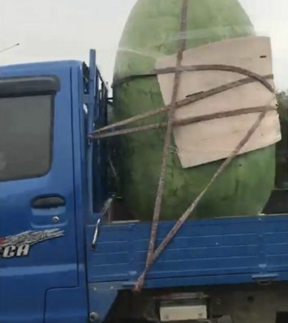貨車運送「超巨大西瓜」比孩童高　網好奇突破天際：怎種的？