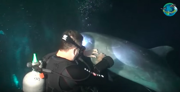 海豚衝上前「哭喊求救」　潛水員發現牠身上的殘忍真相　人類應該羞愧