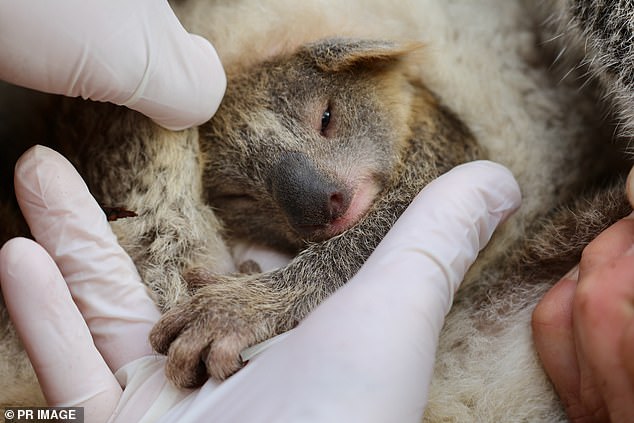 野火後仍然有希望！　澳洲迎來「首隻誕生小無尾熊」縮懷裡展現最美延續