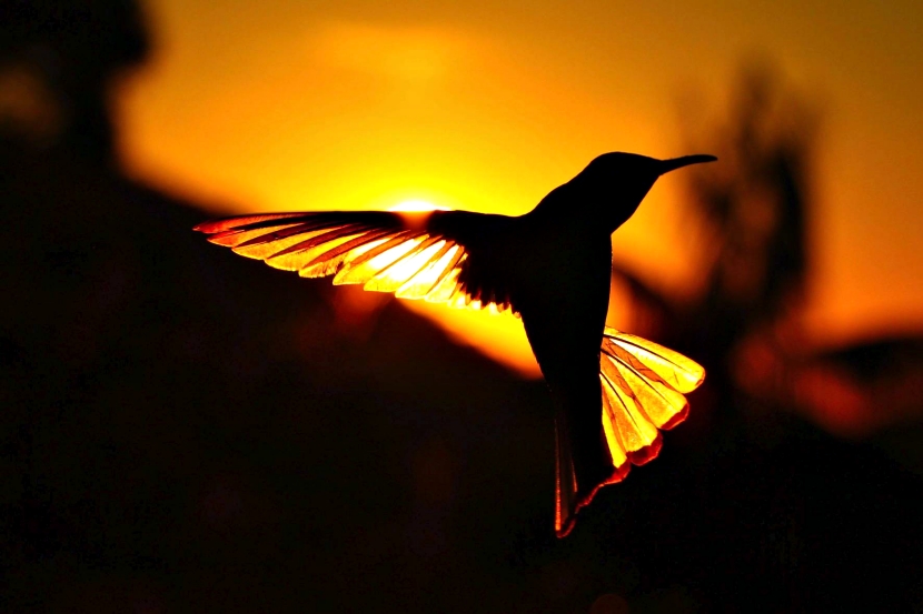 不是後製！攝影師拍下「高速飛行的蜂鳥」　肉眼看不見的「彩虹翅膀」好美
