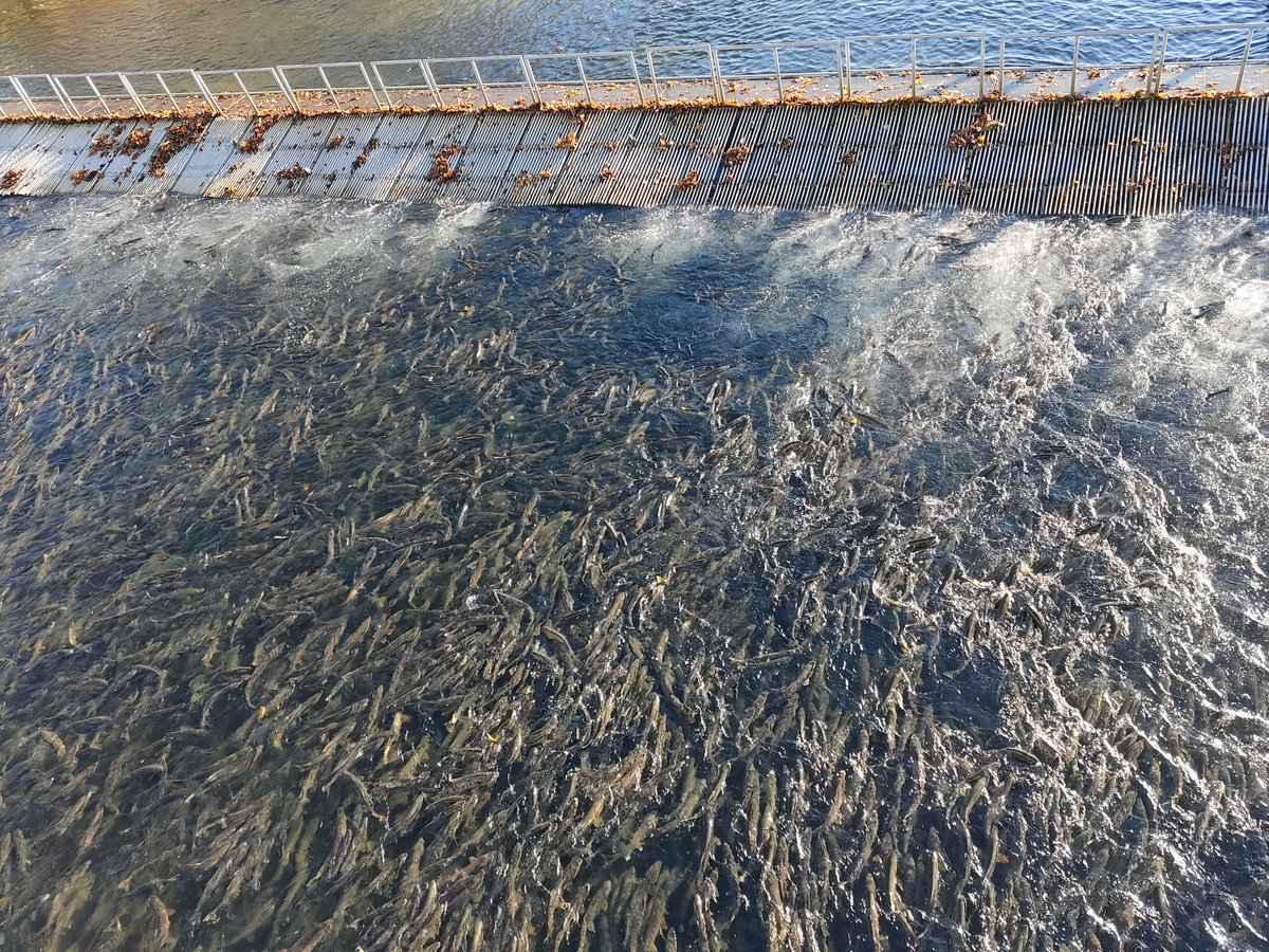 北海道鮭魚暴增！50萬隻「擠爆河川」　專家傻眼：太罕見