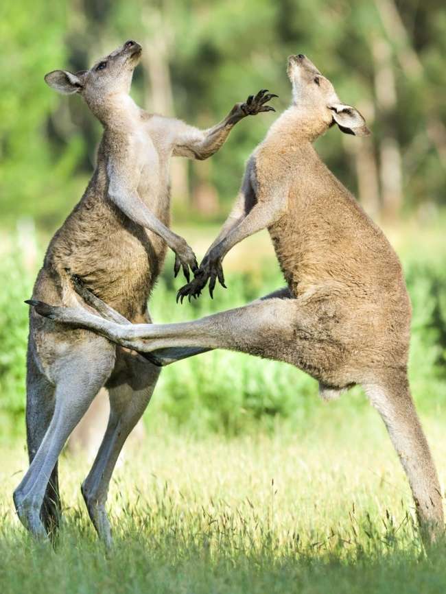 25張澳洲照片展現「他們其實生活在別的星球」　駕馭野生動物的能力完全是另一個戰鬥民族