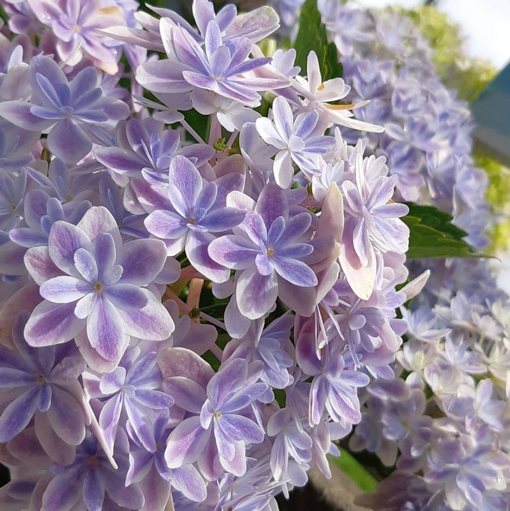 這繡球花好美！　日本浪漫新品種「萬華鏡紫陽花」　渲暈「雙色漸層」融化少女心♡