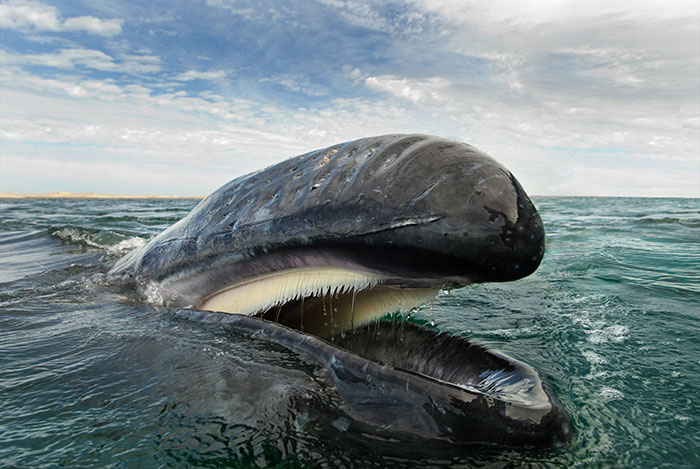 攝影師「追尋25年」為鯨豚拍照　終於拍下「與大海零距離」的壯闊之美