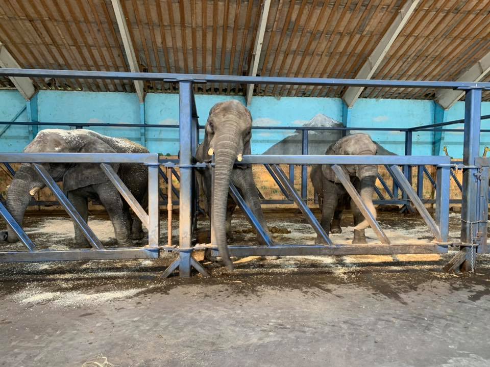 丹麥買下國內「最後4隻馬戲團大象」助退休　部長還說：未來不准讓野生動物表演