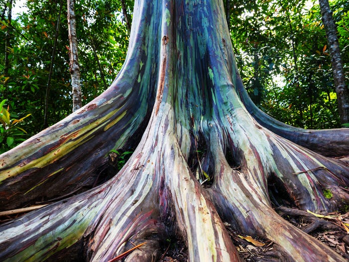 真實存在！自然美「彩虹樹」引朝聖熱潮　遊客：現場看更漂亮