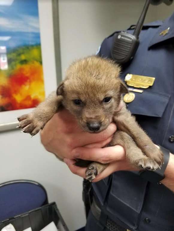 好心人把可憐小狗送到警局　員警一抱起來就發現事情不單純