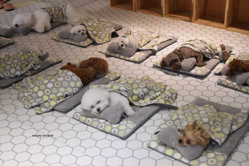 寵物學校「毛孩集體睡覺」畫面太治癒　網友笑：好特別的訓練內容
