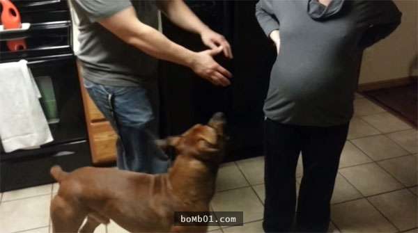 狗狗發現有人要碰媽媽的孕肚　下一秒「緊急反應」讓她超感動
