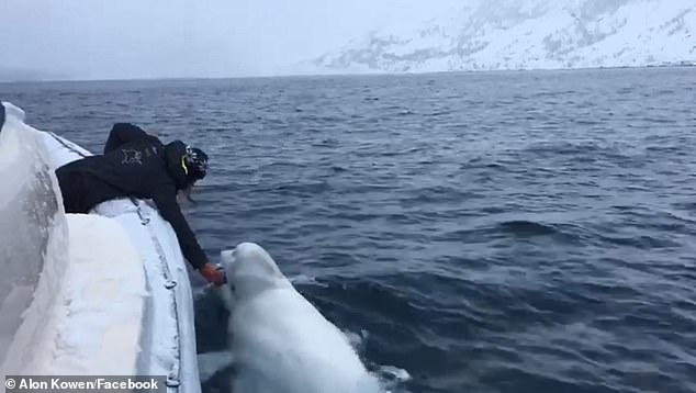 船員幸運遇到「超愛跟人類玩的白鯨」　牠玩傳接球超嗨：再丟給我～