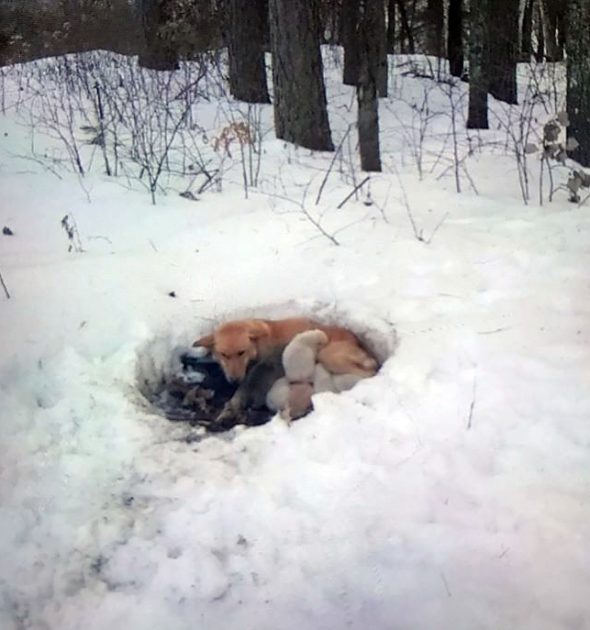 狗媽雪地挖洞「用體溫給6幼汪取暖」　冷到「餵不出奶」仍堅強苦撐：媽媽會保護你們！